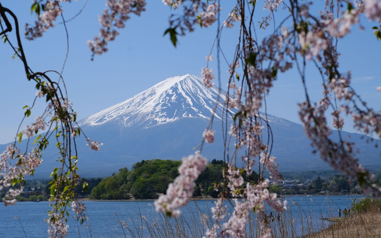 Mount Fuji framed by weeping cherry blossom across a lake