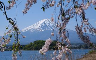 Mount Fuji framed by weeping cherry blossom across a lake